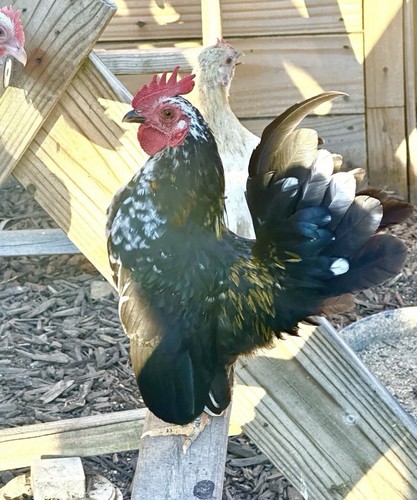 Serama hatching eggs free - serama,