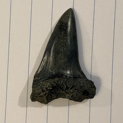 Mako fossil shark tooth - mako,