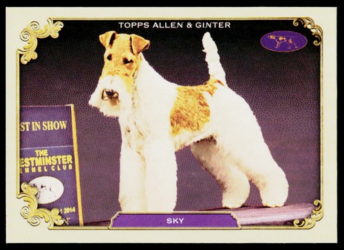 2024 topps allen ginter - 2024, &