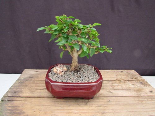 Flowering parrot beak - parrot, bonsai