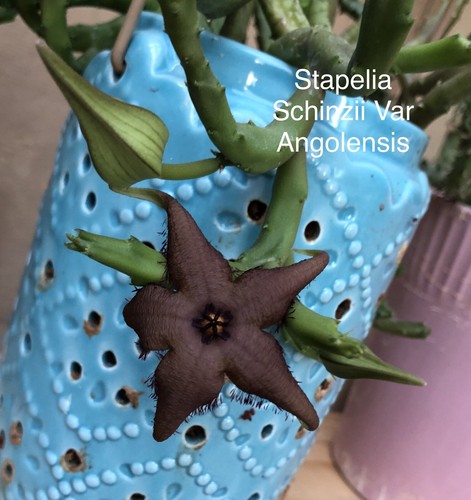 Stapelia schinzii succulents - 5,