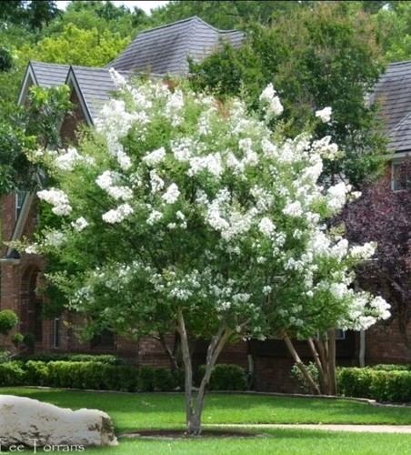 Milk crape myrtle - milk, 7