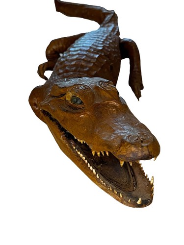 Young alligator crocodile - young, alligator/crocodile