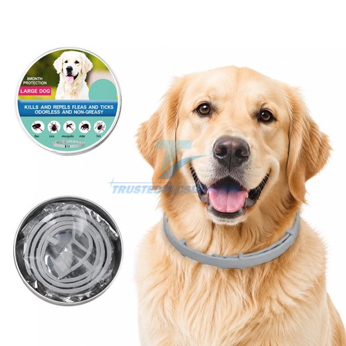 Dog collar flea and - collar, tick