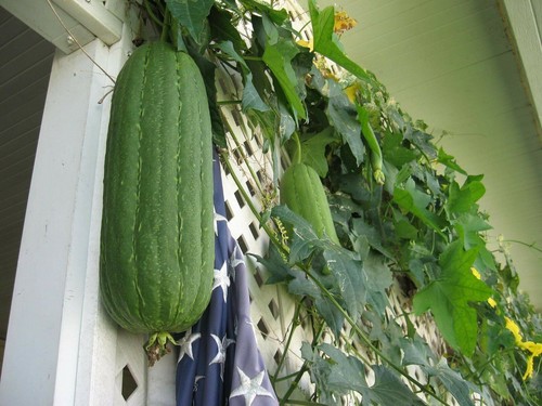 Big organic 2025 new home - organic,