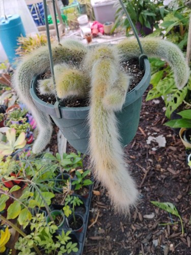 Large inch pot monkey - 8, tail