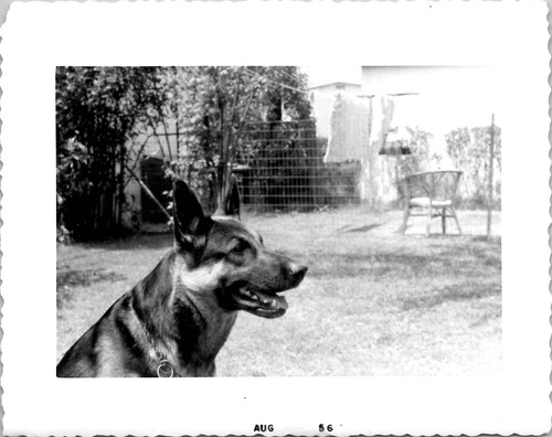 Sweet german shepherd - sweet,
