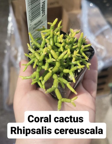 Cactus pot plant - pot,