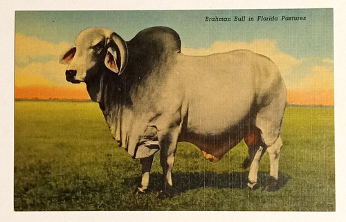 Brahman bull cattle florida - cattle,