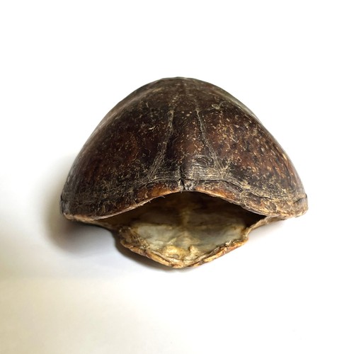 Real turtle shell with - real,