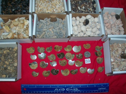 100 fossils slice ammonite - slice,