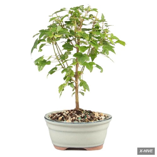 Small maple live bonsai - small,