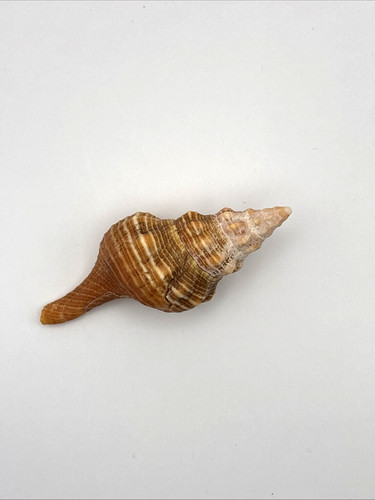 One florida horse conch - horse,