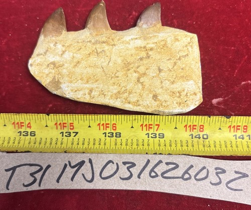 Mosasaurus jaw bone fossil - jaw,