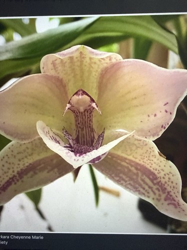 Orchid plant lanclarkata - orchid,