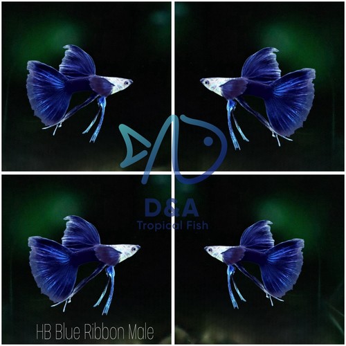Trio blue ribbon long - 1,