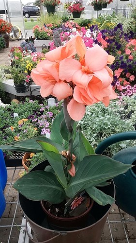 Pretty imported double canna - pretty,