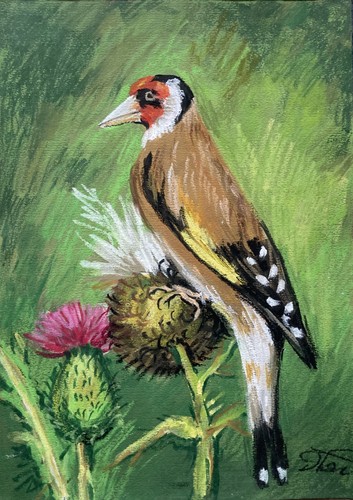Goldfinch thistle - goldfinch, on