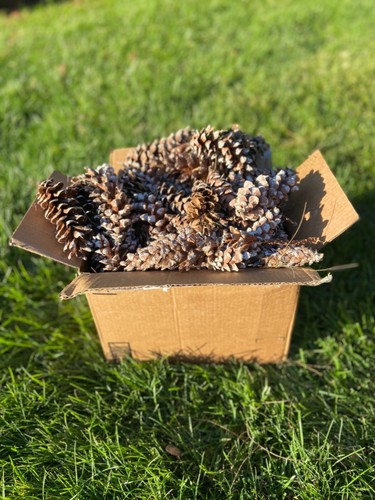 Pine cone for - , craft.