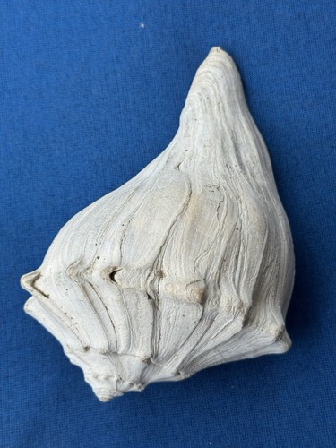 Rare fossilized whelk shell - fossilized,