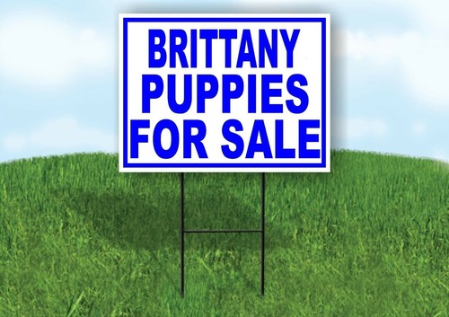 Brittany puppies for sale - for,