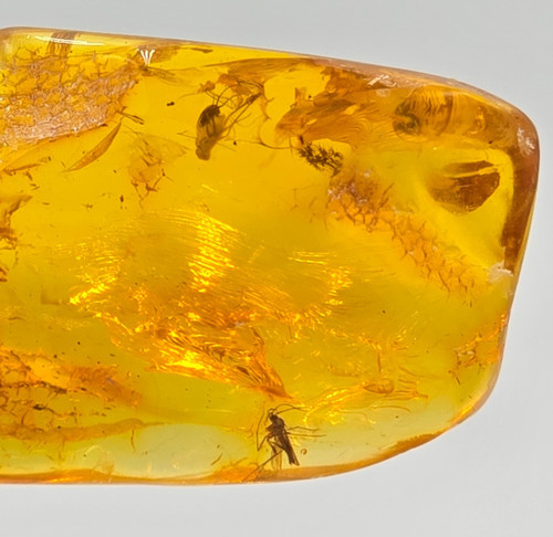 Natural baltic amber - amber, with
