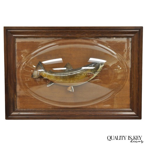Antique victorian taxidermy - antique,