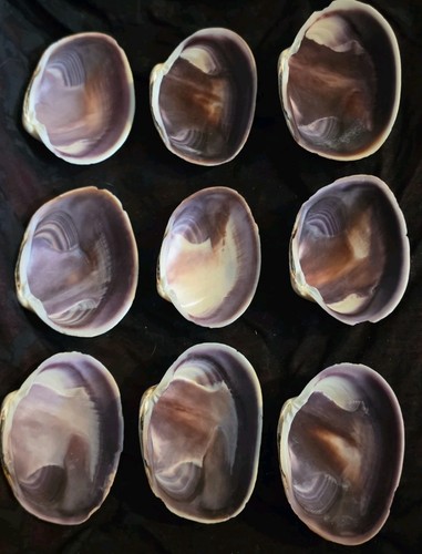 Purple quahog clam shells - purple,