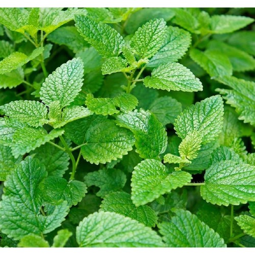 1000 mint seeds vegetable - -,