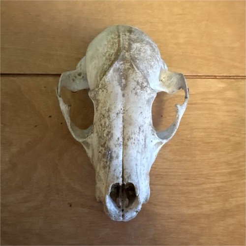 Raccoon skull taxidermy - raccoon,