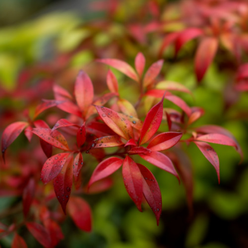 Nandina firepower shrubs - nandina,