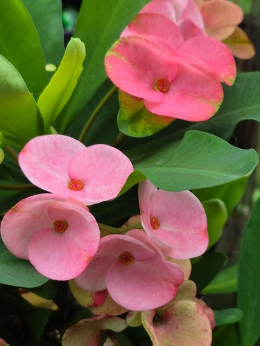 Crown thorns euphorbia - crown,