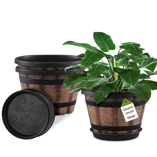 Pack inch plant - inch,