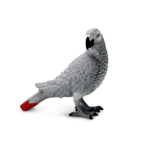 African gray parrot animal - parrot,