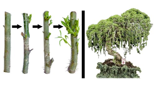 Australian willow bonsai - australian,