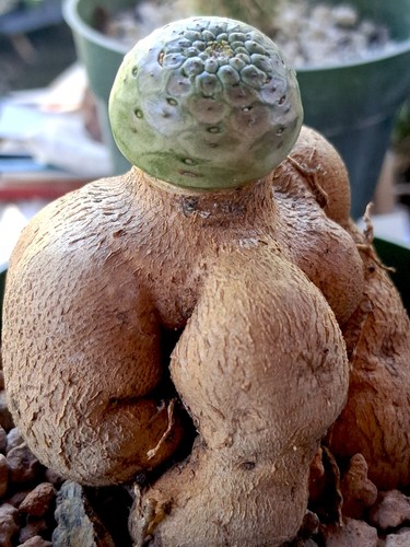 Grafted euphorbia - 🌵,