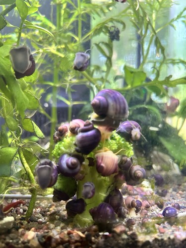 Purple mystery - 4, (dark