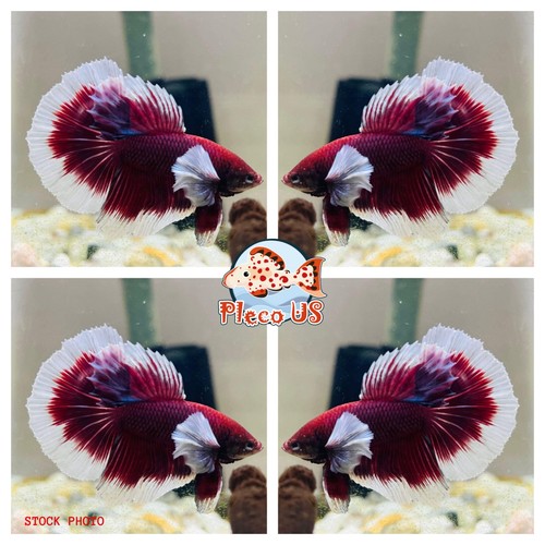 Live betta fish high quality - betta,