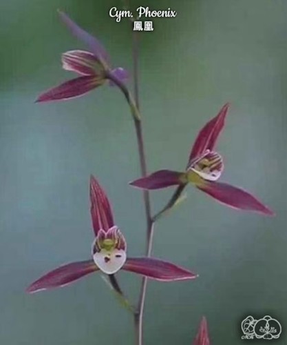 Cymbidium sinense