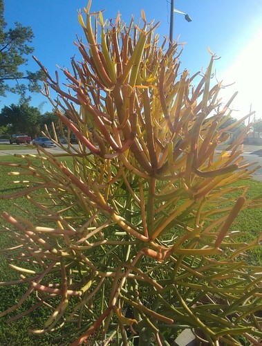 Color changing firesticks - color-changing,