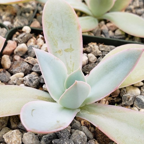 Echeveria cante cactus cacti - echeveria,