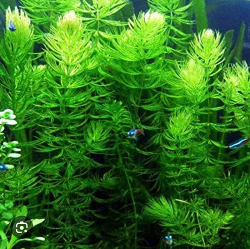Large amount hornwort - large,