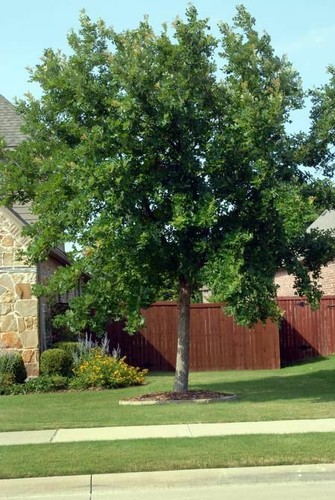 Chinkapin oak trees 8 - chinkapin,