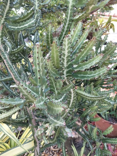 Large dragon bones - dragon, cactus