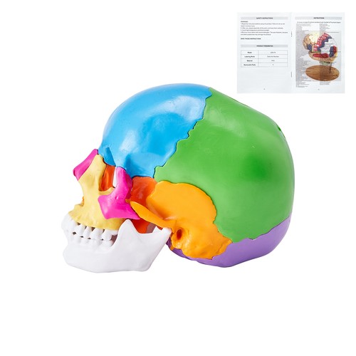 Uimoso human skull - uimoso, model