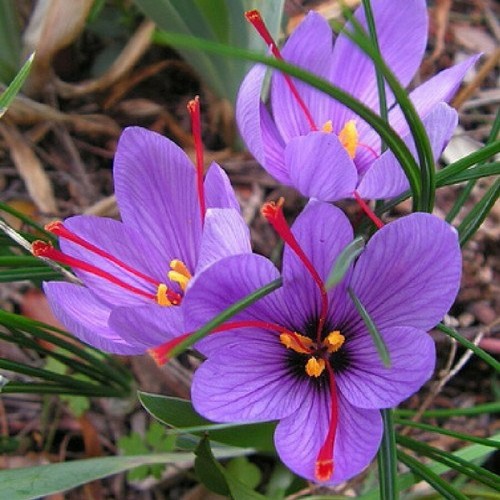Saffron spice live plant seed - live,
