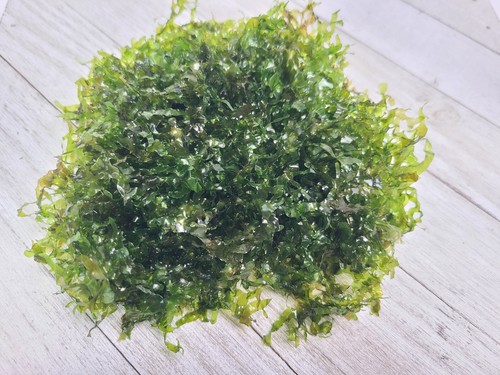 Subwassertang round pellia - subwassertang,
