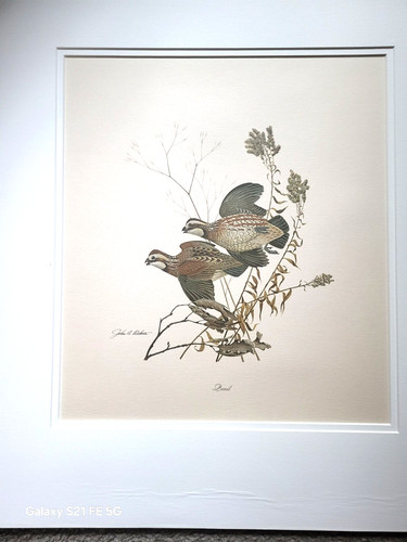 John ruthven print quails - john,