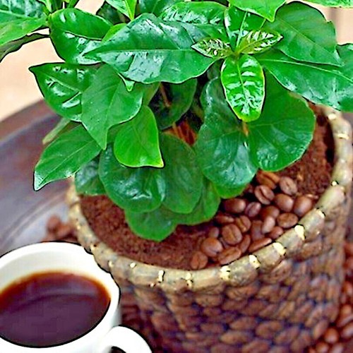 Coffea arabica seeds - 10,