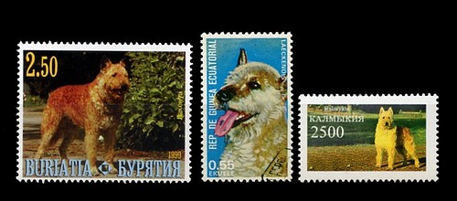 Belgian shepherd dog laekenois - belgian,